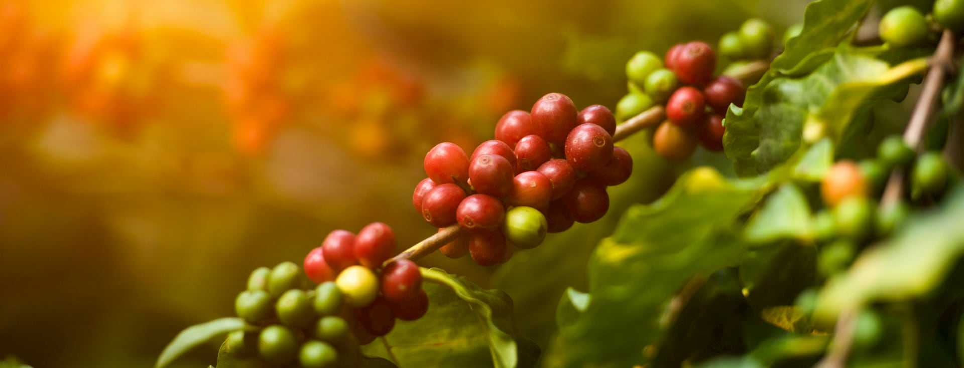 yara coffeeclub banner background